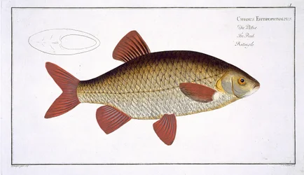 Röd karp (Cyprinus Erithrophthalmus), tavla I från "Ichthyologie, ou histoire naturelle generale et particulare des poissons", av Marcus Elieser Bloch (1723-99), graverad av Gabriel Bodenehr (1673-1766).
